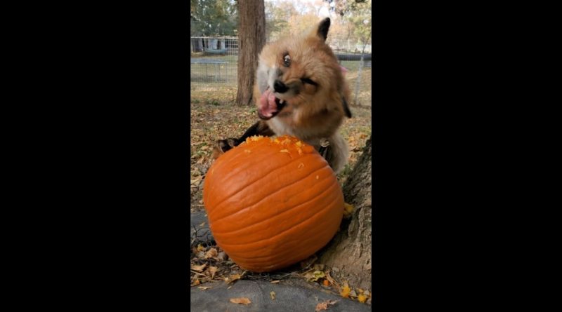 Finnegan Fox Loves Pumpkins
