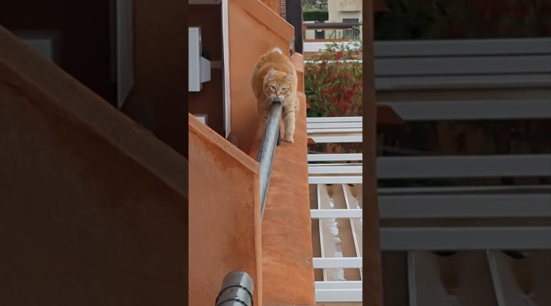 This Kitty Has An Unique Way Of Balancing On A Balcony Wall 😺 🧱