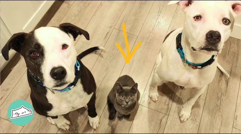 Two Pitbulls Become Best Friends With A Kitten