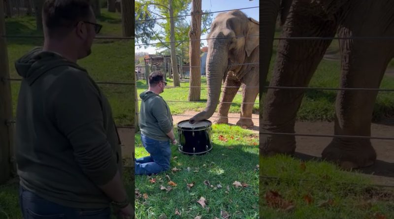 Adorable Elephant Learns How To Play the Drums 🐘 🥁