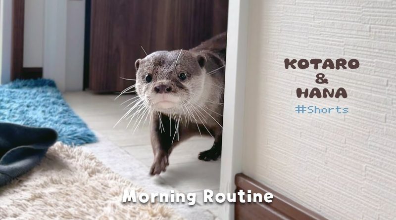 The Adorable Morning Routine Of A Quirky Otter