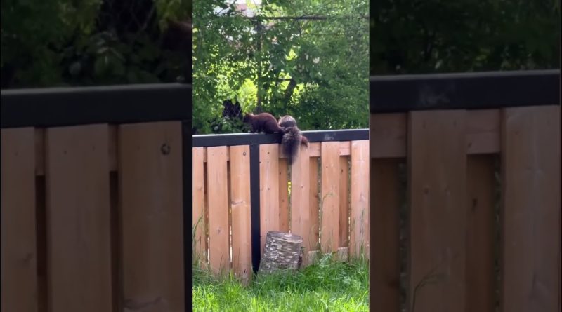 Mother Squirrel Teaches Her Baby How To Climb A Fence
