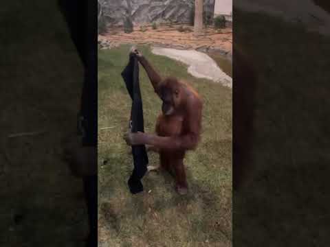 Orangutan Tries On Man's Jacket
