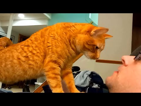 Ginger The Cat Loves Cuddling With Her Human