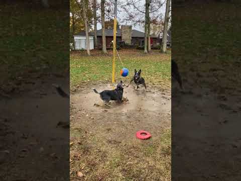 These Dogs Are Having Fun Playing Tetherball!