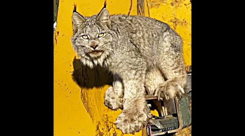 Rare Up Close Experience With Beautiful Canadian Lynx