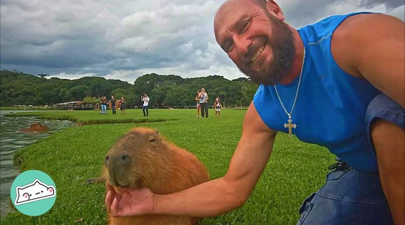 Man Befriends A Wild Capybara