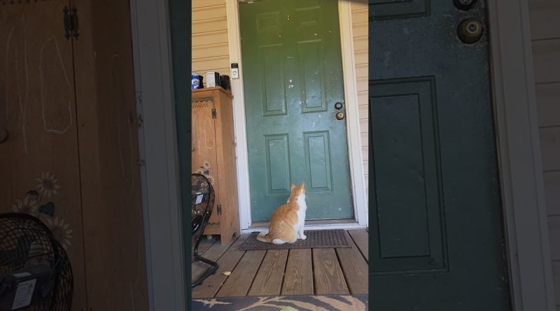 This Kitty Knows How To Knock On The Door 😺 🚪