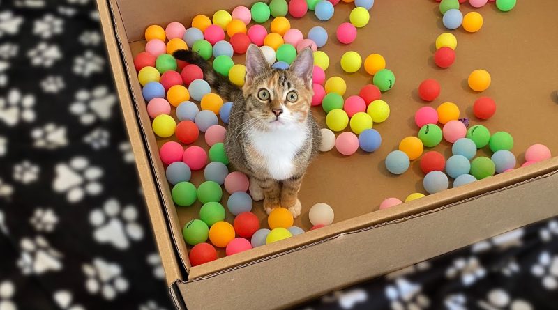 Two Kittens Playing With 100 Balls!
