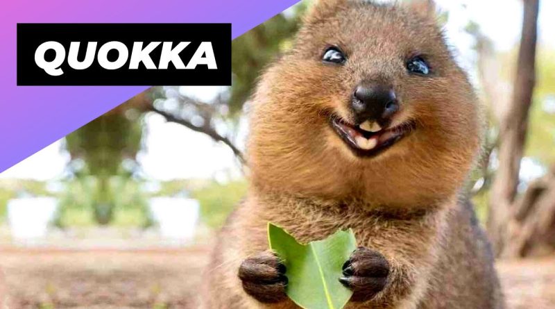 The Quokka Is One Of The Cutest Animals In The World!