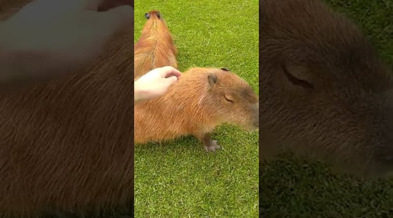 Even The Meanest Capybara Is Super Friendly!