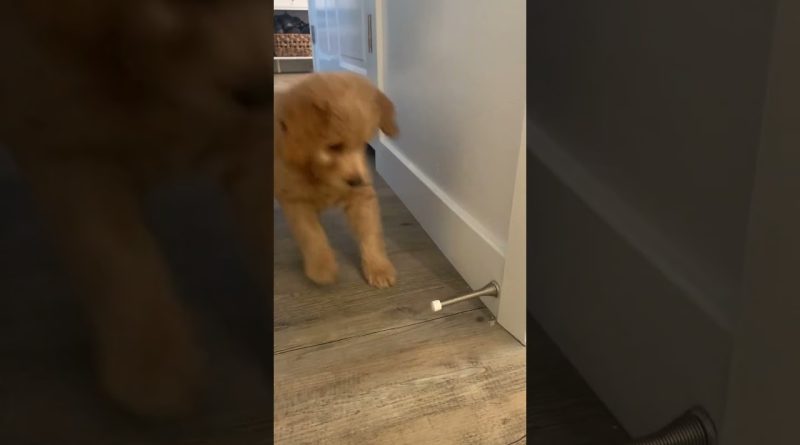 Puppy Discovers How To Play With A Door Stop!