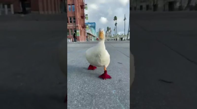 Adorable Duck Waddling Happily Down The Street