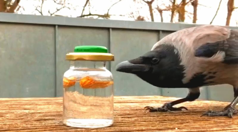 Krari The Crow Visits Woman Each Day To Play Games!