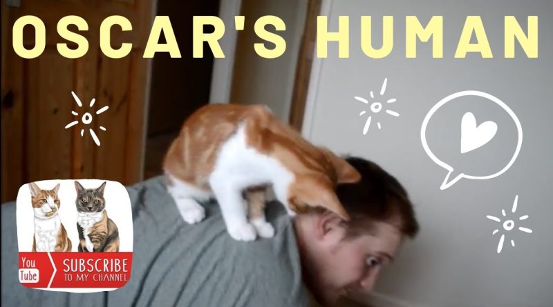 Kitten Loves His Adopted Human! 😻