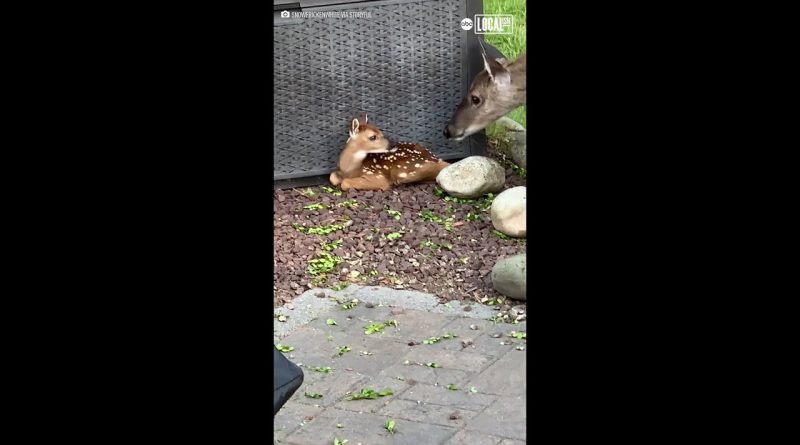 Mother Deer Shows Human Friend Her Baby! 🦌