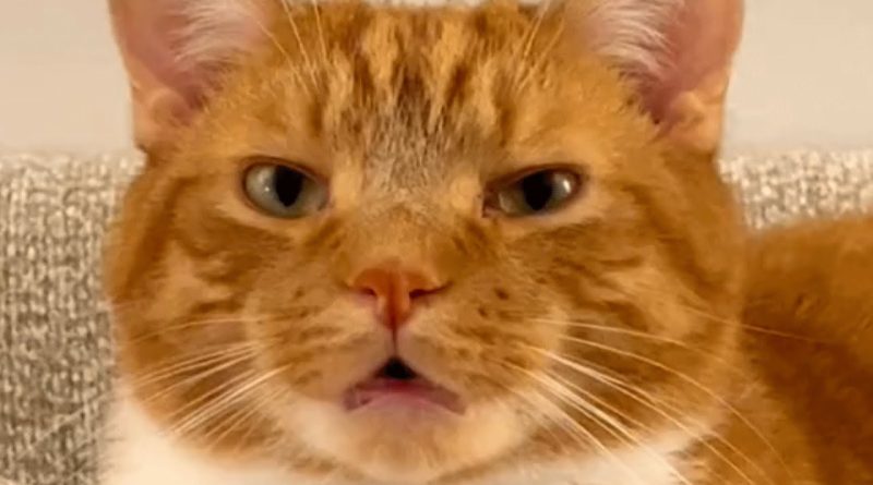 Woman Becomes Obsessed With Adorable Orange Kitty