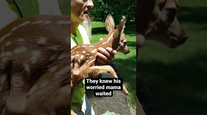 Mother Deer Is So Happy Her Baby Is Rescued!