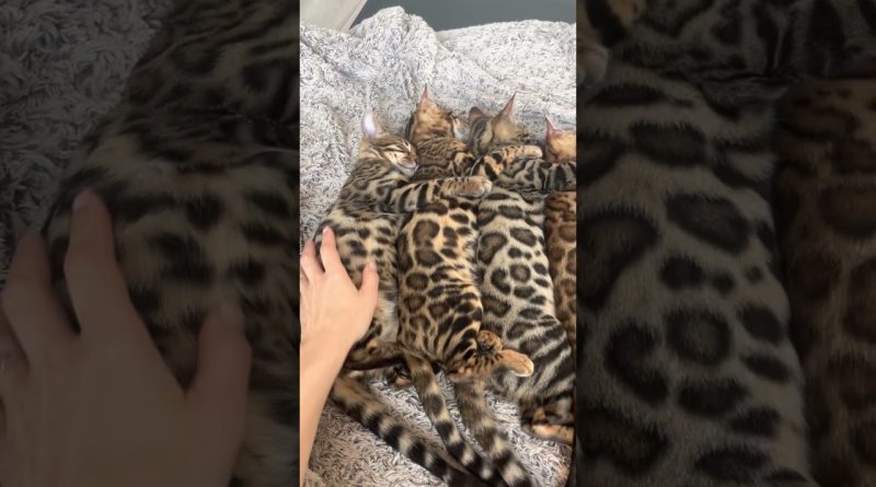 The Most Adorable Bengal Kitten Nap Time