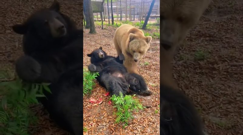 Black Bear And Brown Bear Playing And Snuggling!
