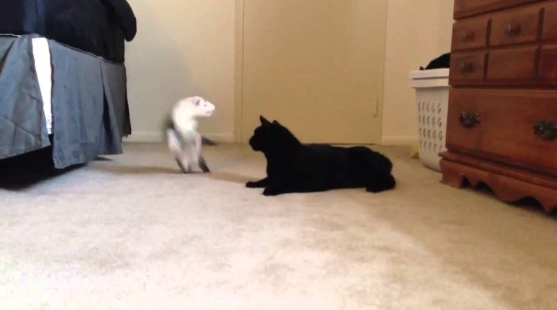 Adorable Ferret And Cat Playing