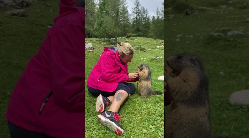 Cute Marmot Eats Carrot From New Human Friend
