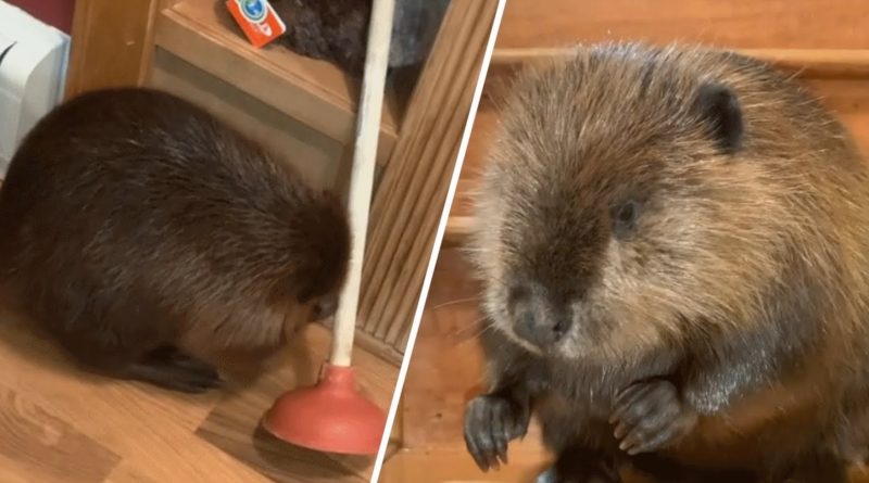 Beaver Builds Dams Indoors With Plungers