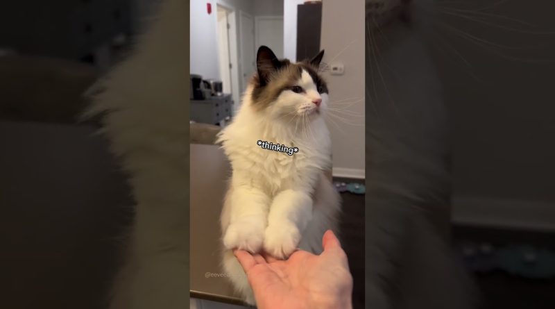This Kitty Has An Adorable Way Of Meowing