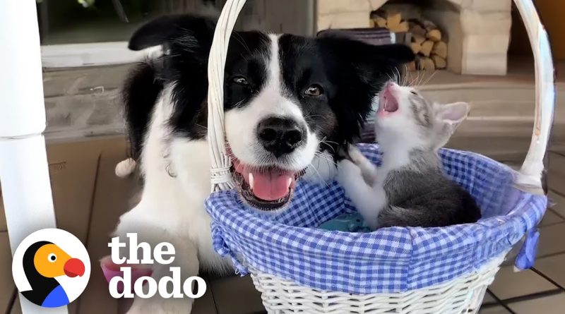 Dog Scared Of Kittens Becomes Their Best Friend
