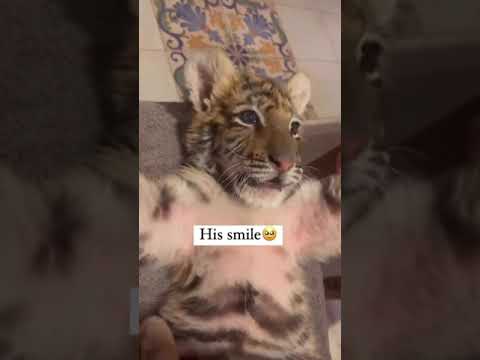 Adorable Tiger Cub Playing Peak-A-Boo