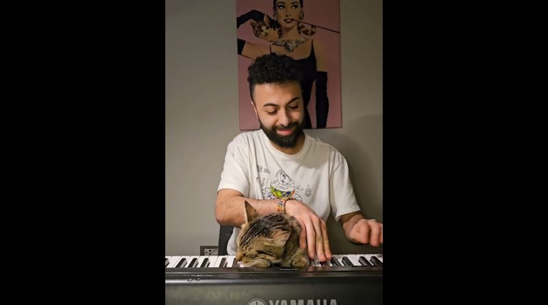 Kedi The Piano Cat