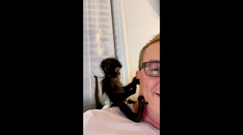Winston The Spider Monkey Is Adorable