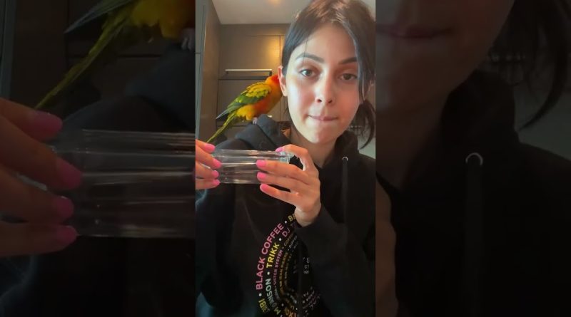 A Wild Bird Becomes Best Friends With Human By Flying Into Her Room 😆