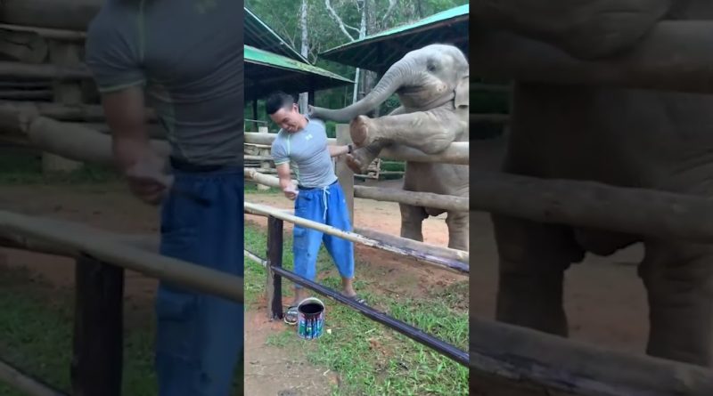 Playful Baby Elephant Pokes Human With Their Trunk