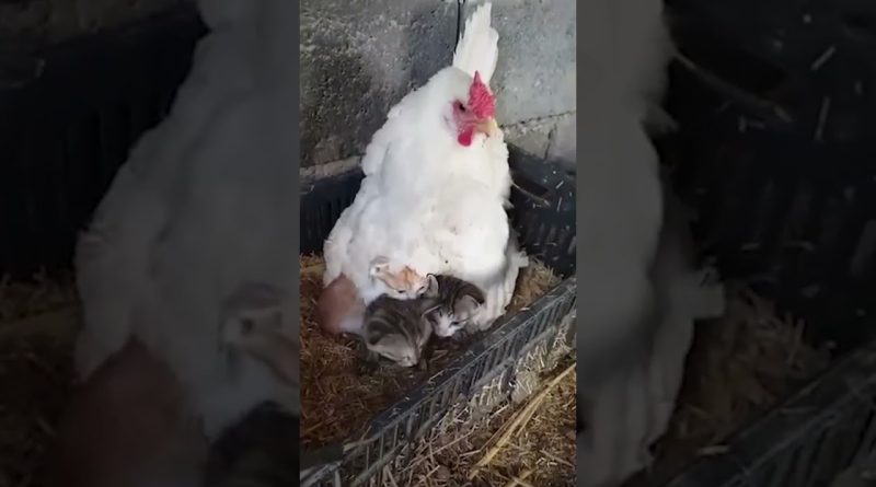 This Hen Is Keeping Her Kitten Friends Warm