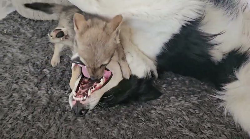 African Jackal And Border Collie Play Together