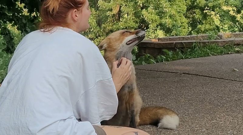 Finnegan Fox Having Quality Time With His Human Mommy