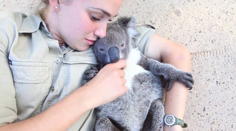 Harry The Koala Loves Cuddles With His Human Friend