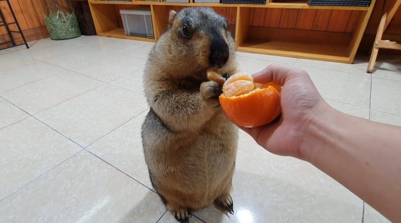 Adorable Marmot Enjoys An Orange For The First Time!