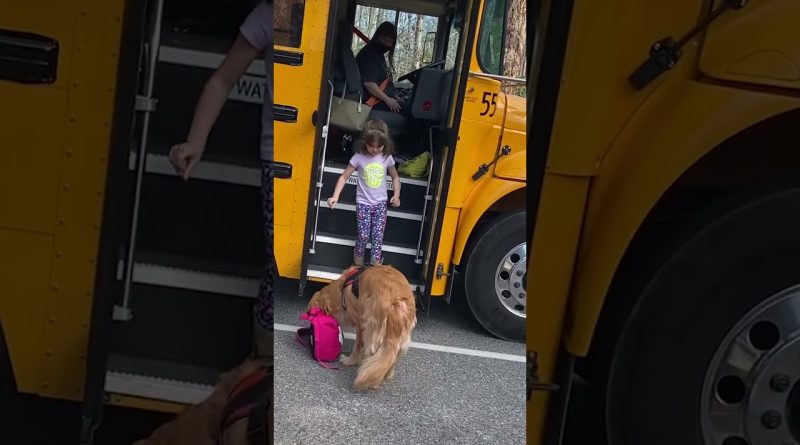 Golden Retriever Helps His Human By Carrying Her Backpack Every Day