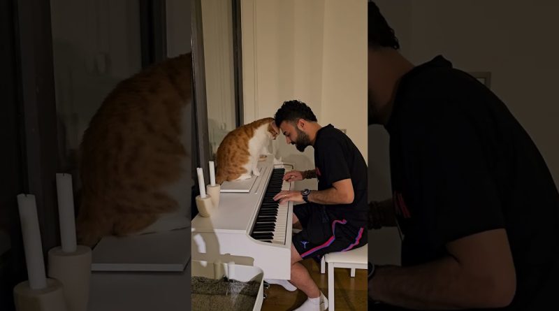 Kitty Immediately Wakes Up When They Hear The Piano