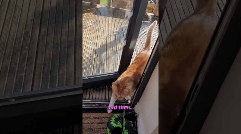 Susan The Cat Loves Tricking Her Humans 😆