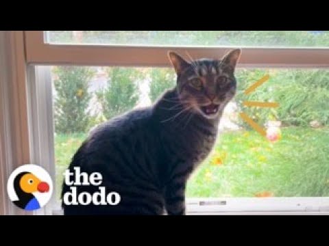 Indoor Cat Saves Two Kittens With His Meowing