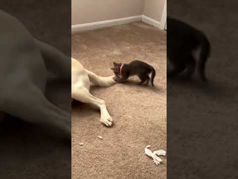 Little Kitten Sneak Attacks Labrador Friend