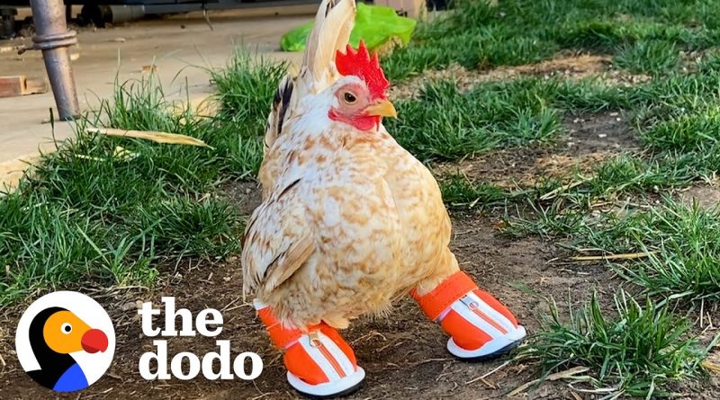 Nubz The Chicken Gets Some New Shoes To Help Him Walk