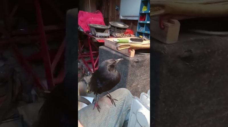 Adorable Crow Demands To Be Brushed