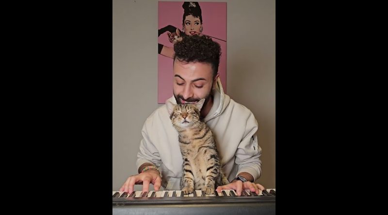 Piano Cat Duet