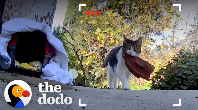 Cat Steals Things From Neighbors To Give To Her Human 😆