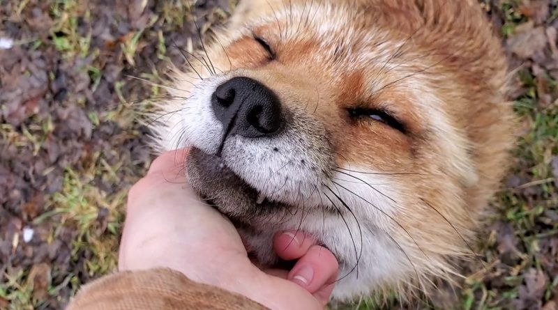 Everyone Loves The Ultra Cute Finnegan Fox