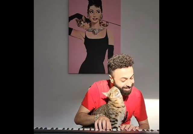 How Each Day Starts With The Pianist Kitty